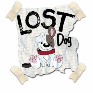 Lost Dog Posting